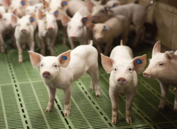 Ferkel Aufzucht Initiative Tierwohl