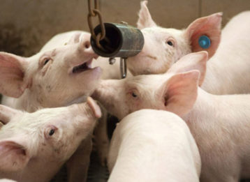 Schweinemast Initiative Tierwohl