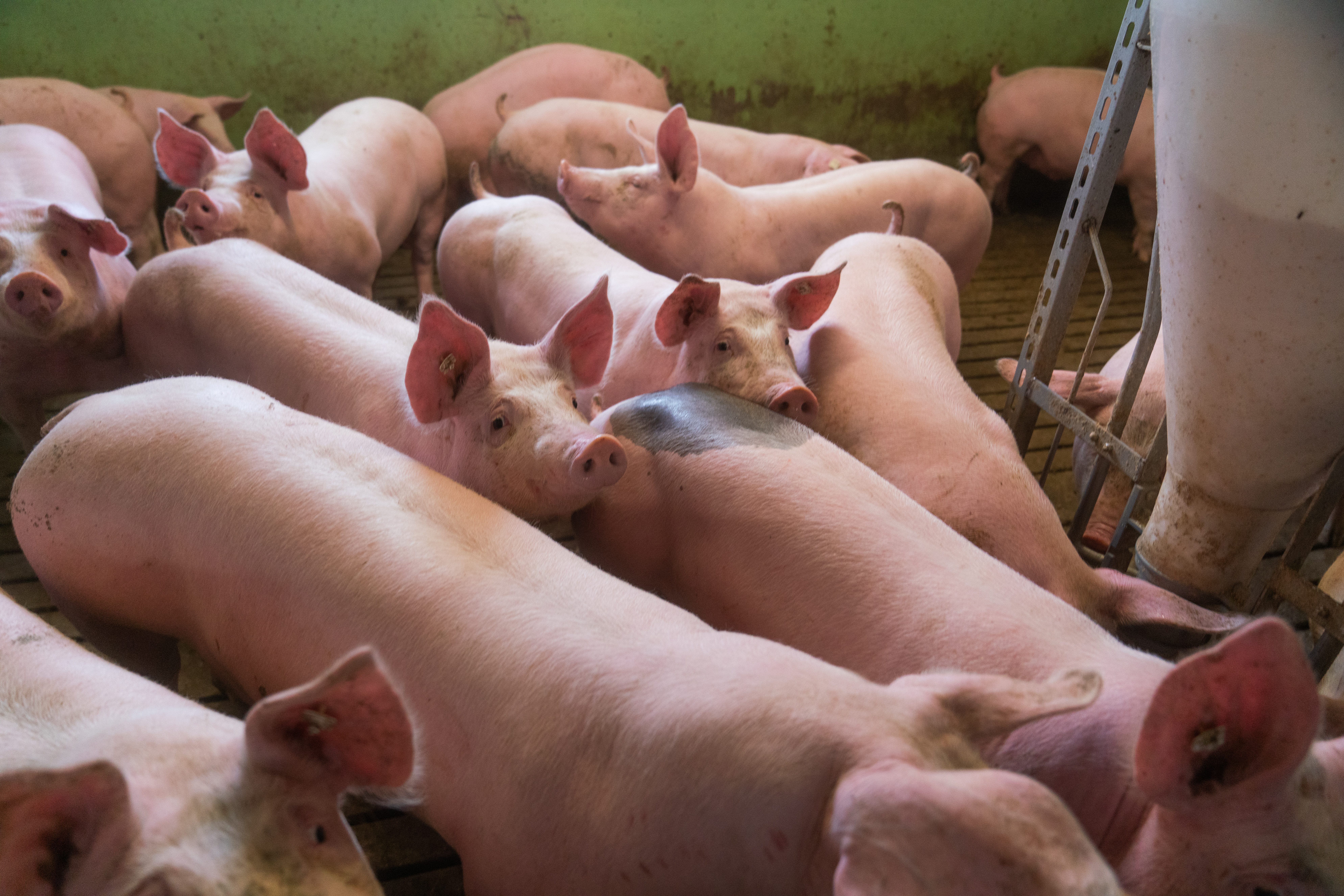 Schweinemastbetrieb