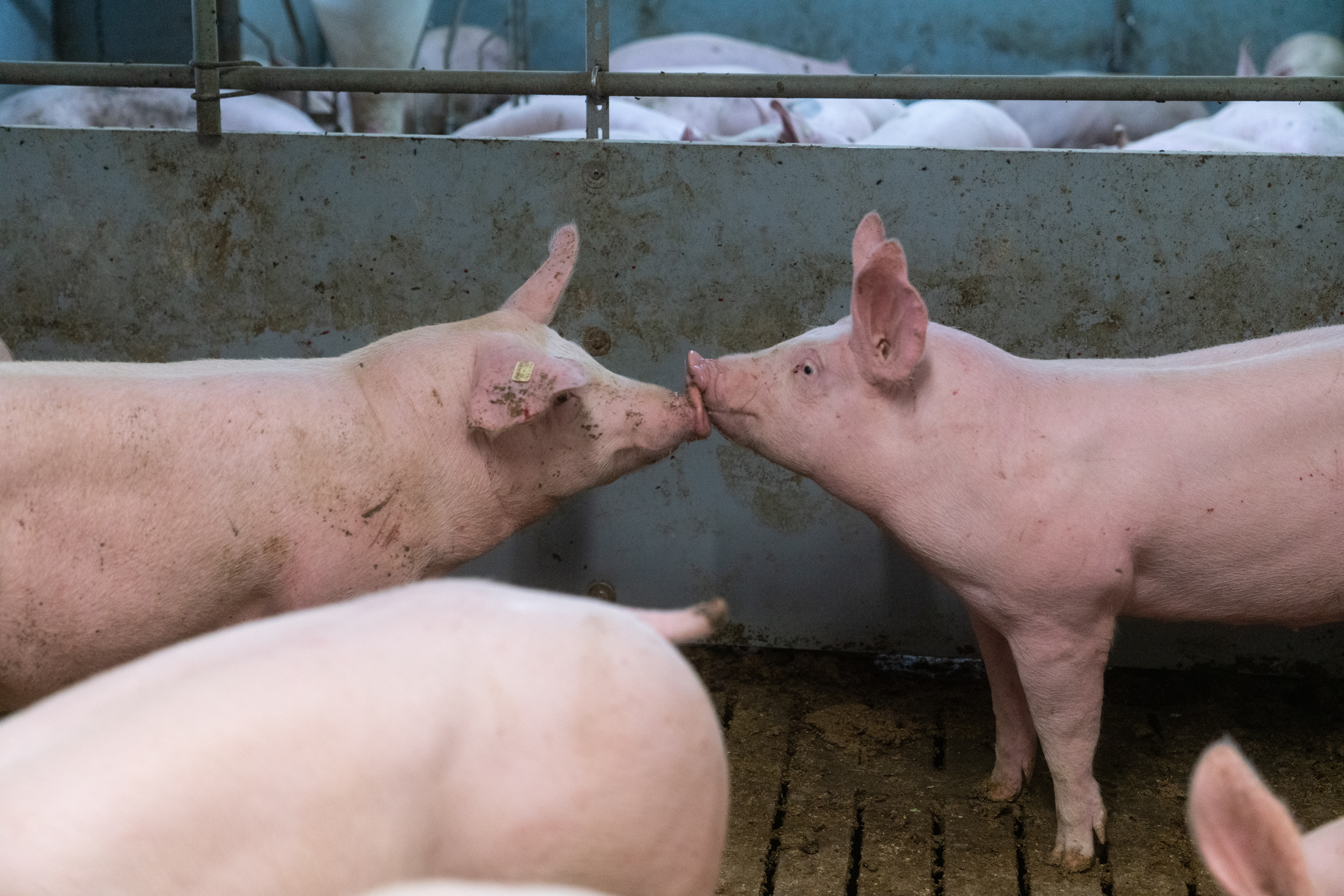 Zwei Schweine auf Tauchfühlung