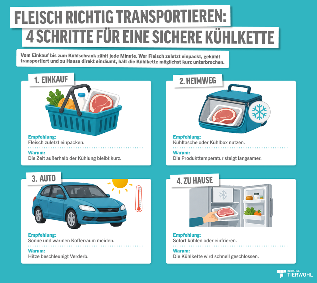 Infografik mit vier Schritten zum richtigen Fleischtransport: Fleisch zuletzt einkaufen, Kühltasche nutzen, Hitze im Auto vermeiden und Fleisch zu Hause sofort kühlen oder einfrieren.