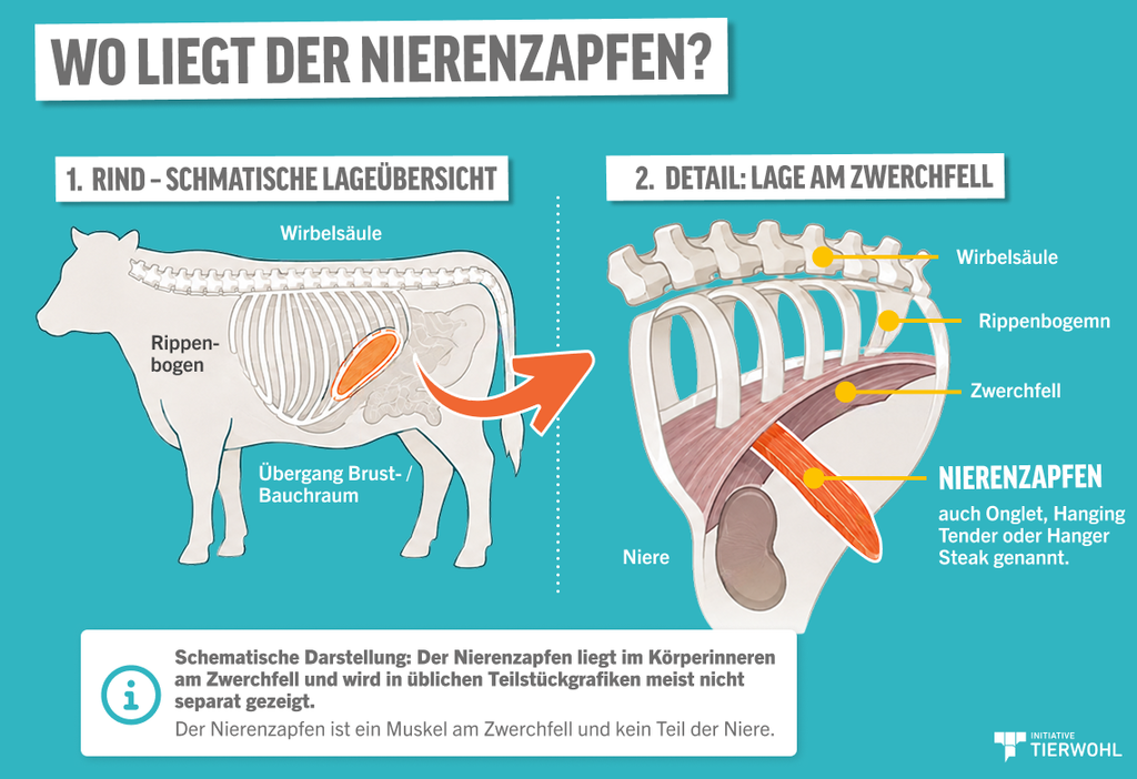 Schematische Darstellung der Lage des Nierenzapfens am Zwerchfell im Körper eines Rindes
